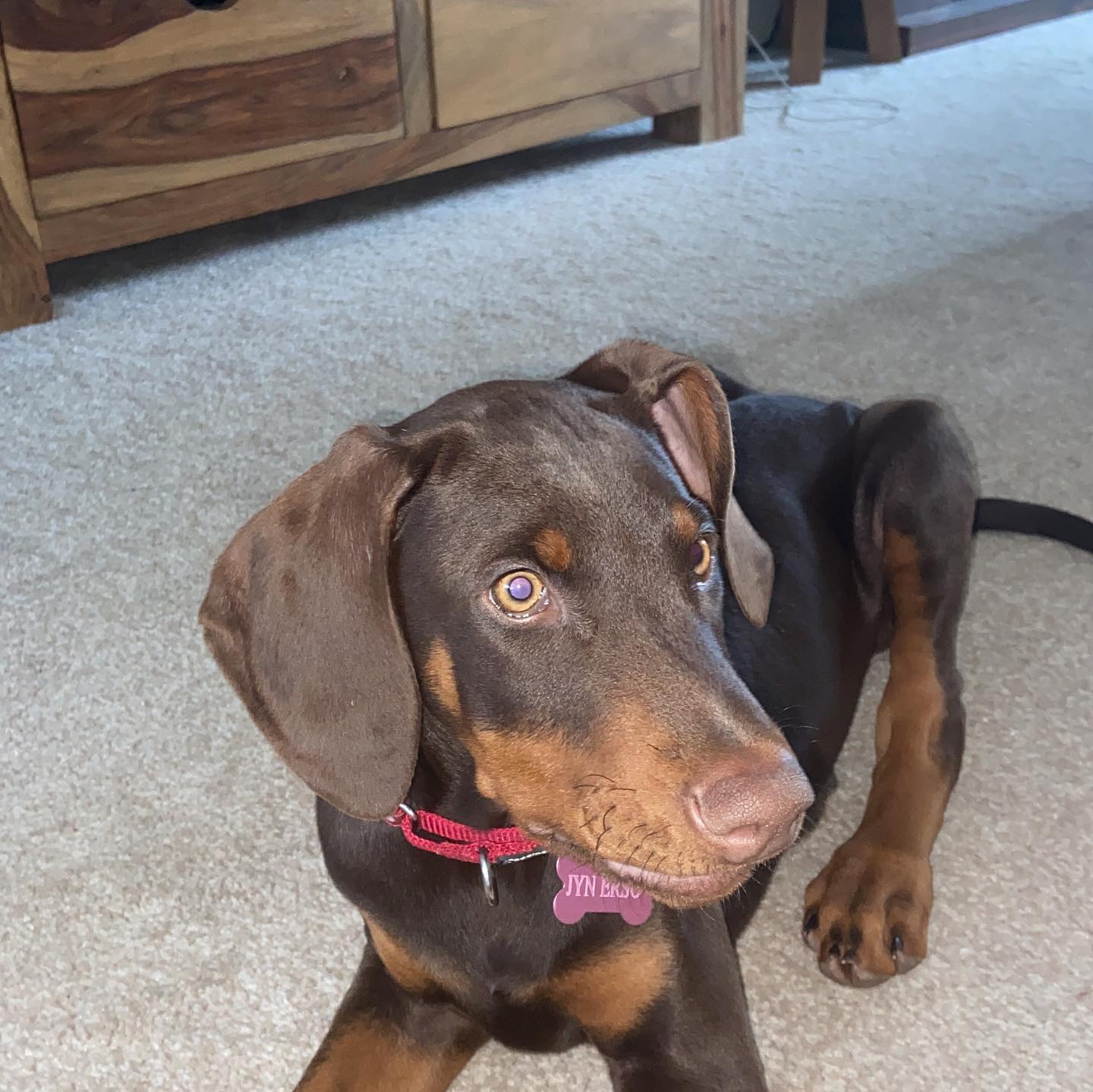 Dobermann